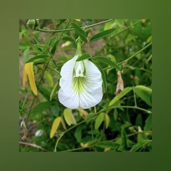 ButterFly Pea White Aparajitha flower seeds