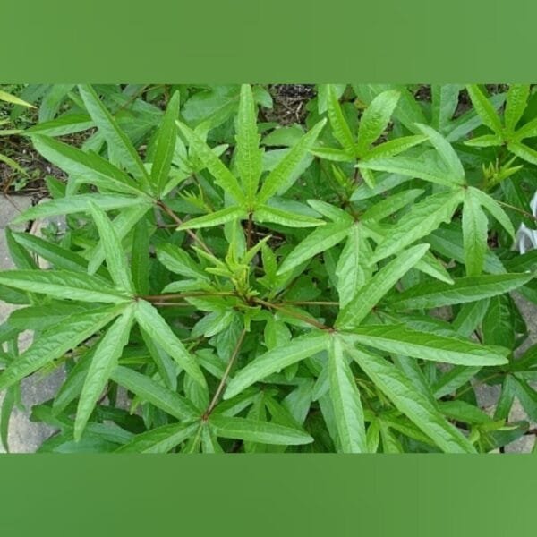 Gongura Green leaves vegetable seeds