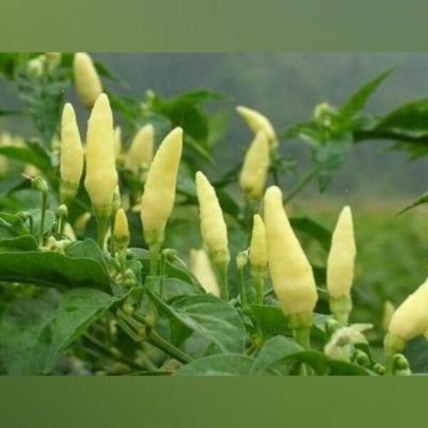 Heirloom White Birdseye chilli Seeds
