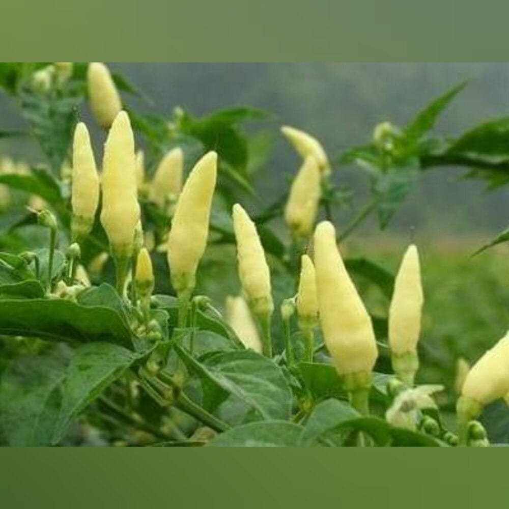 Heirloom White Birdseye chilli Seeds
