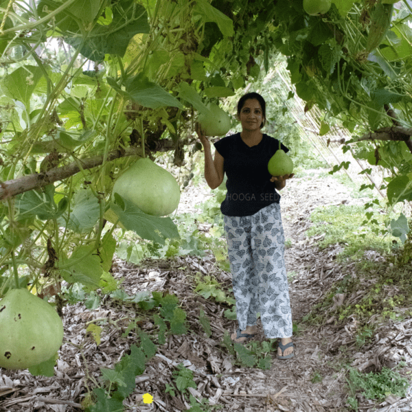 Bottle Gourd Big Round Vegetable Seeds