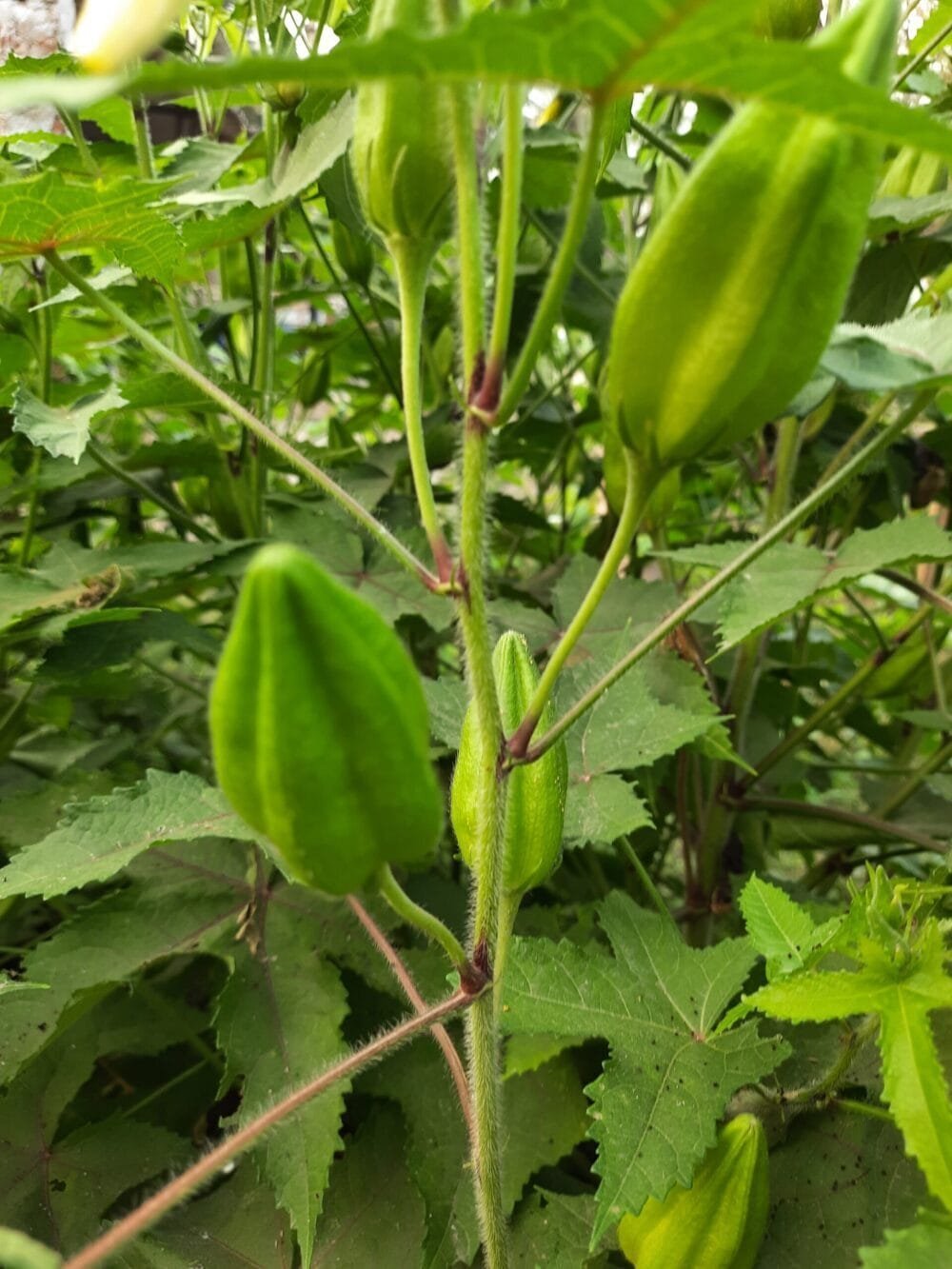 Musk Mallow Kasthuri Okra Seeds