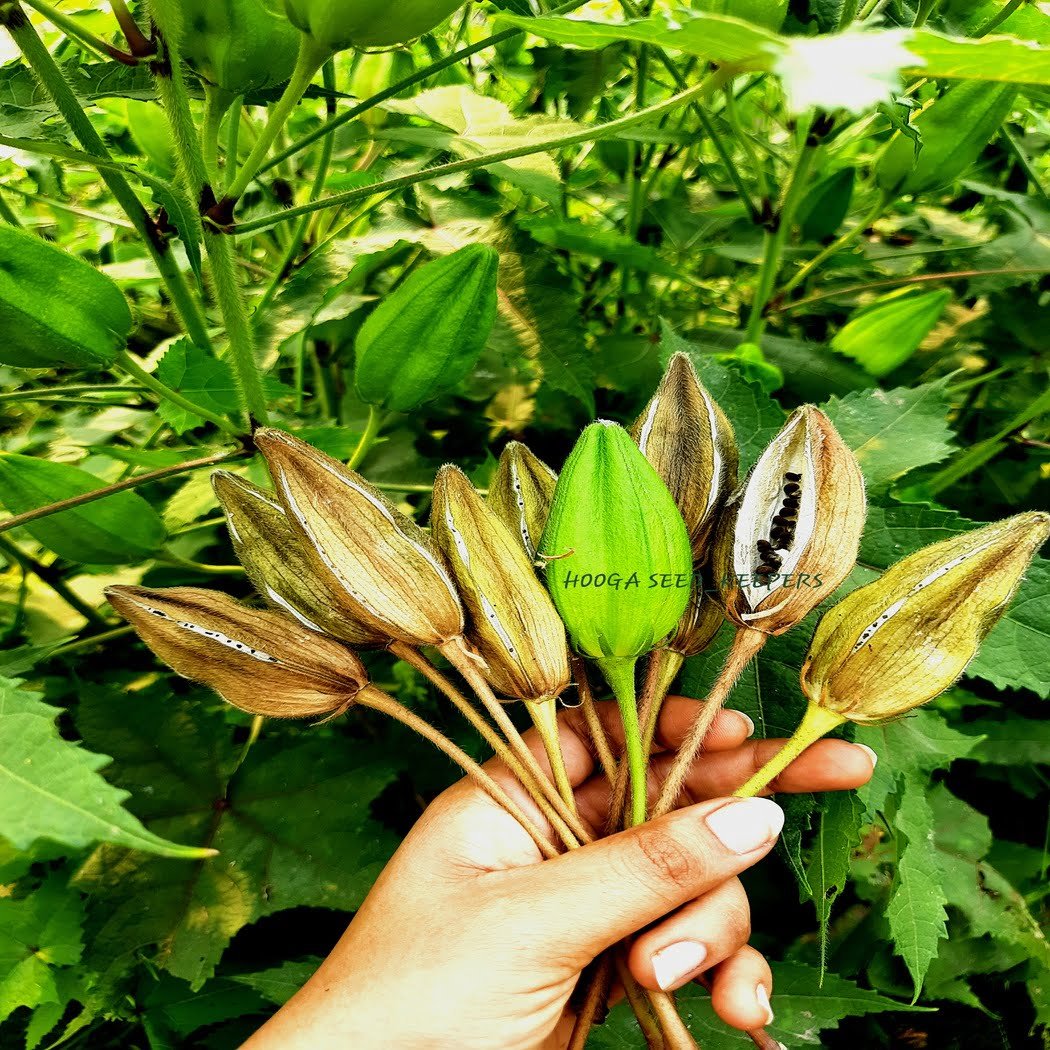 Musk Mallow Kasthuri Okra Seeds - Image 2