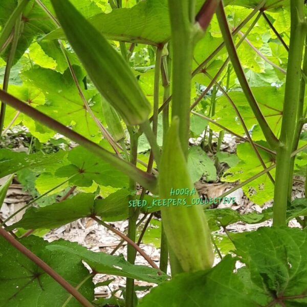 Indigenous Forest Okra Seeds