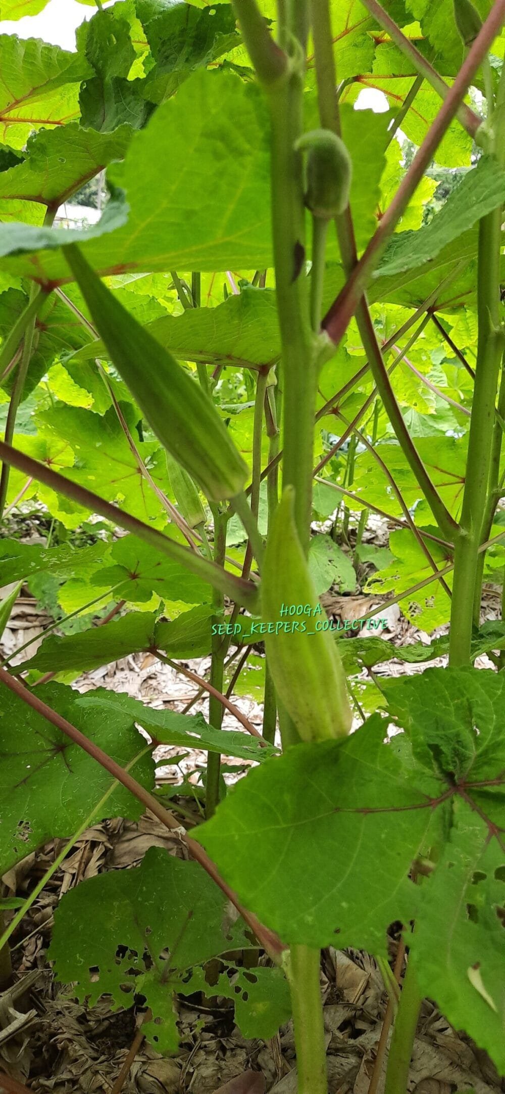 Indigenous Forest Okra Seeds