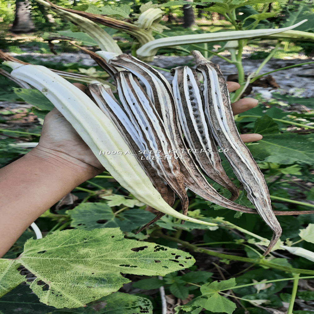 White Okra vegetable Seeds