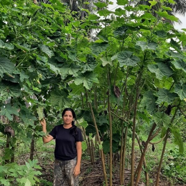 Heirloom Assam Giant Tree Okra Seeds