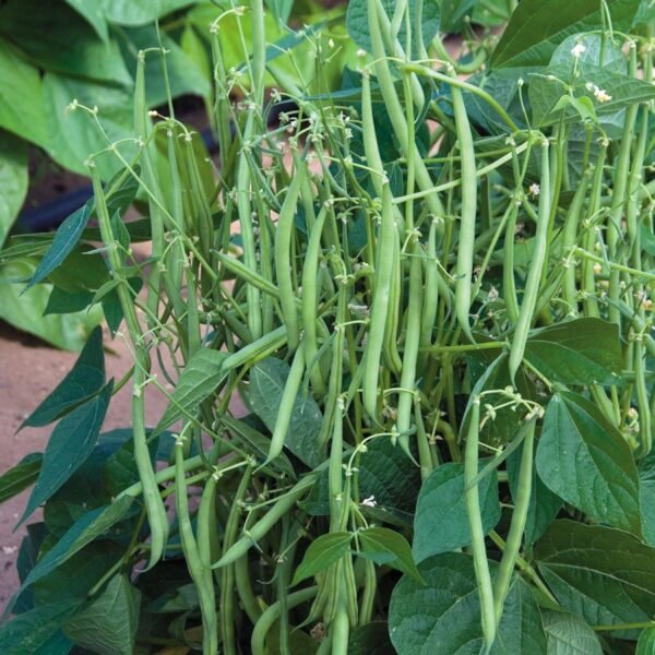 Green French Bush Bean Seeds