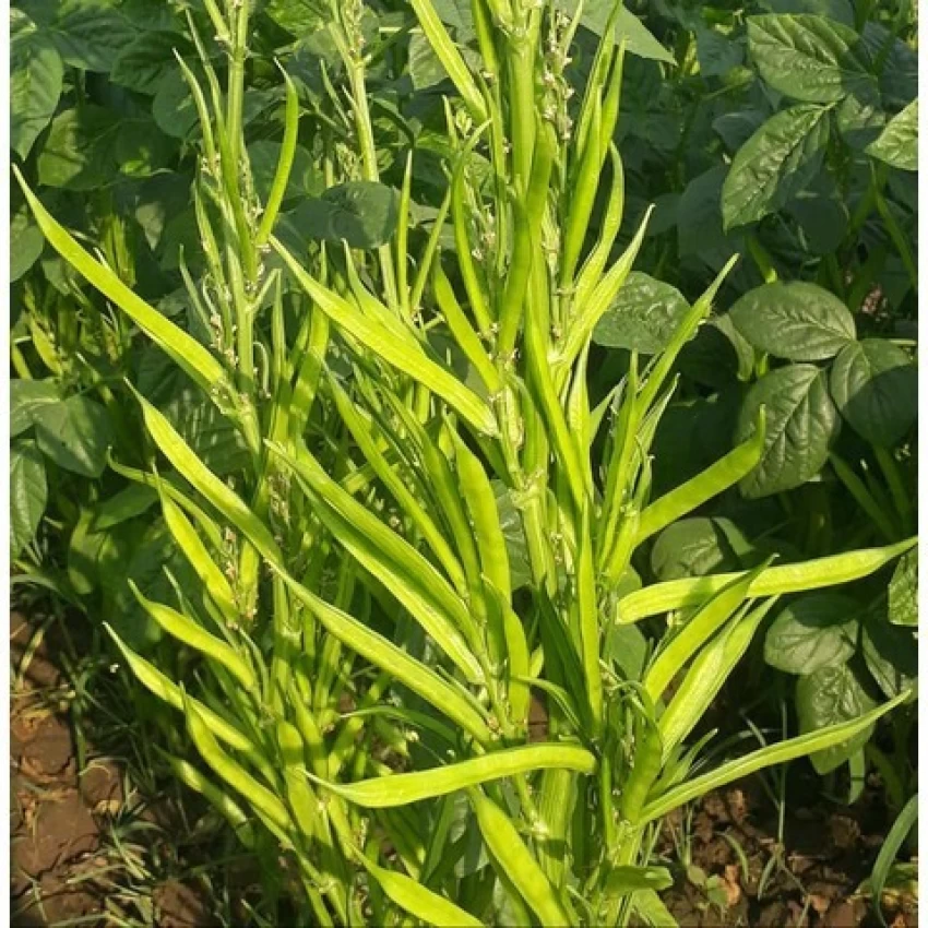 Cluster Beans Long Gardening Seeds