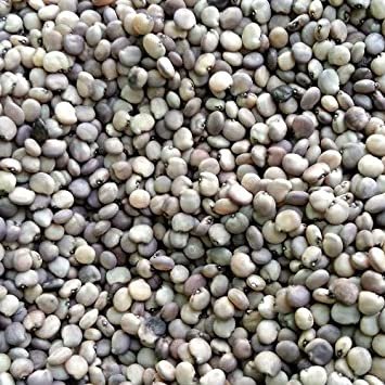 Cluster Beans Long Gardening Seeds - Image 3