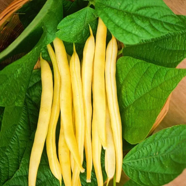 Yellow Bush Bean Gardening seeds