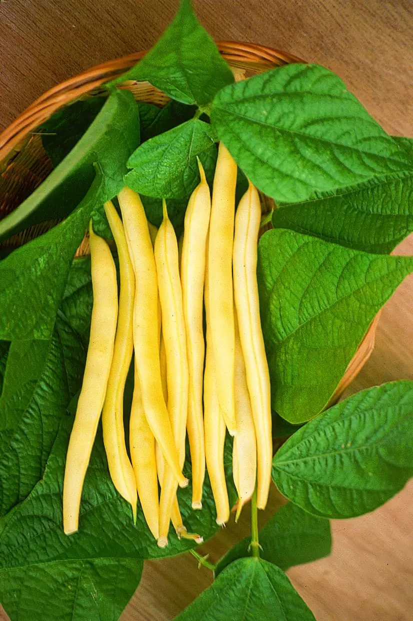 Yellow Bush Bean Gardening seeds