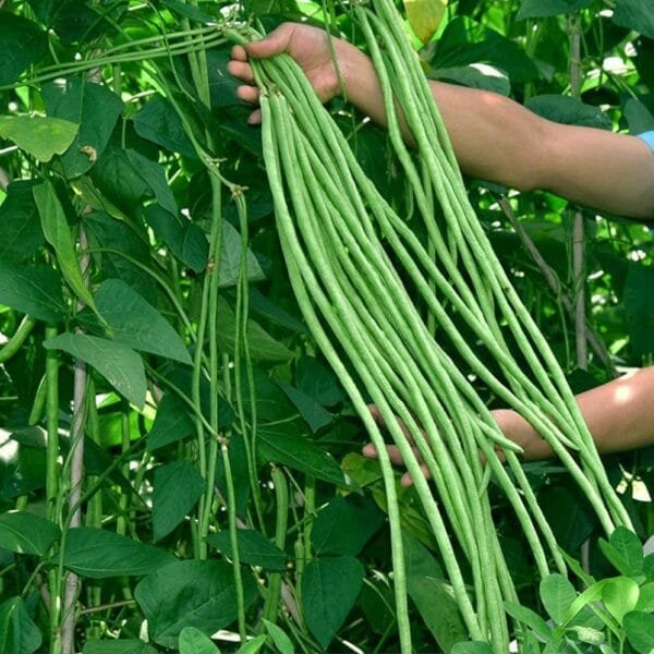Green yard long bean Gardening seeds