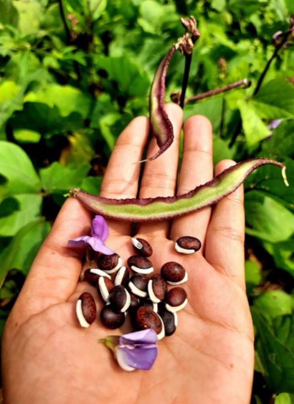 Dolichos Chicken Beans Violet Local Seeds