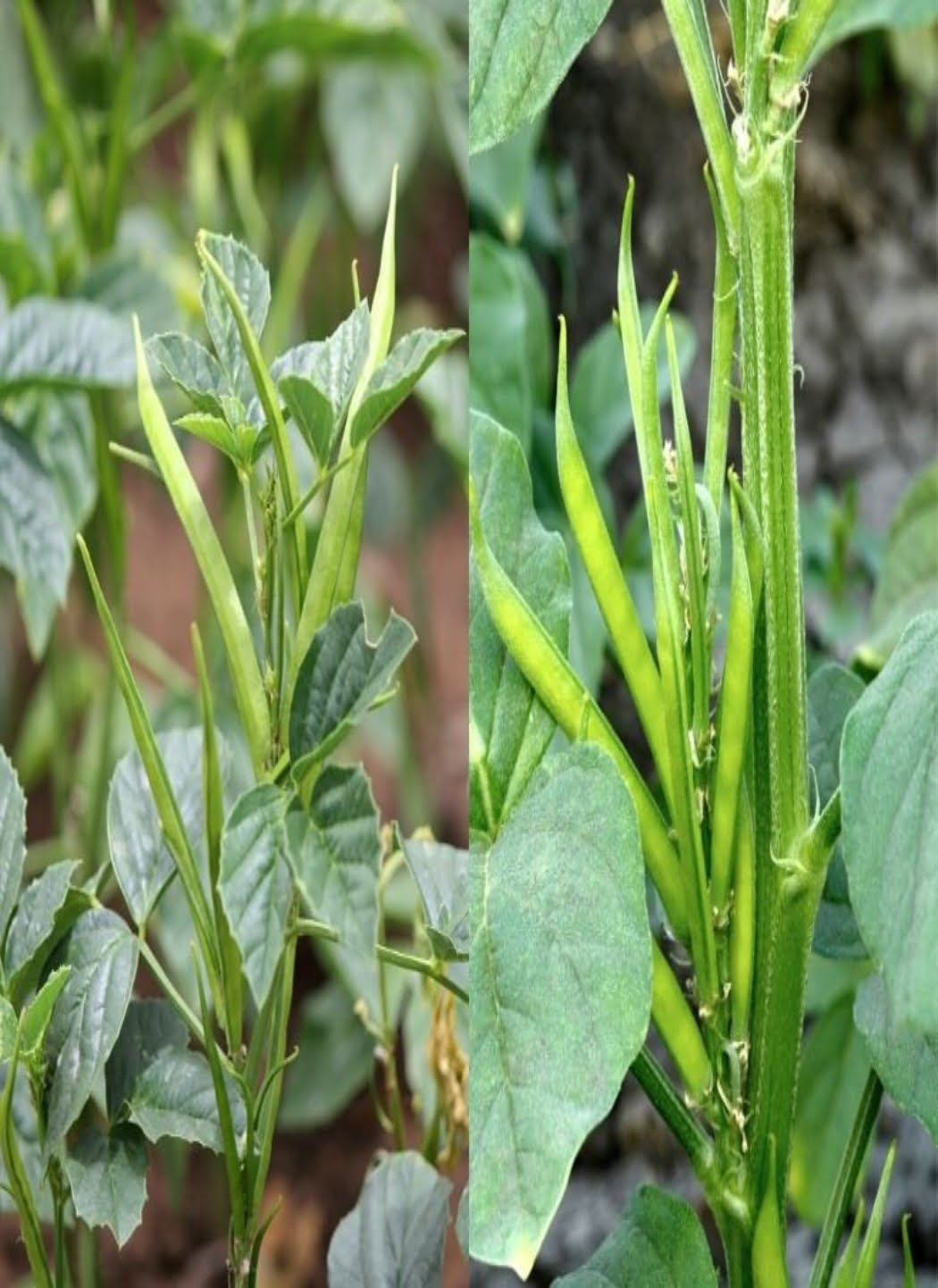 Cluster Beans Long Gardening Seeds - Image 2