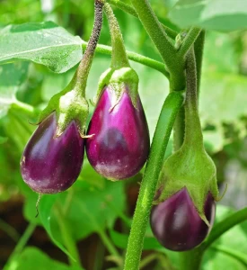 Open Pollinated Purple Round Brinjal Seeds