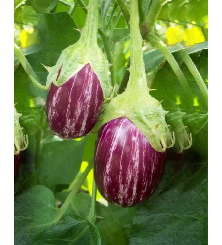 Sivagiri Purple Thorn Brinjal Seeds