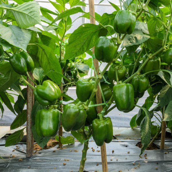 Organic Green Capsicum Gardening Seeds