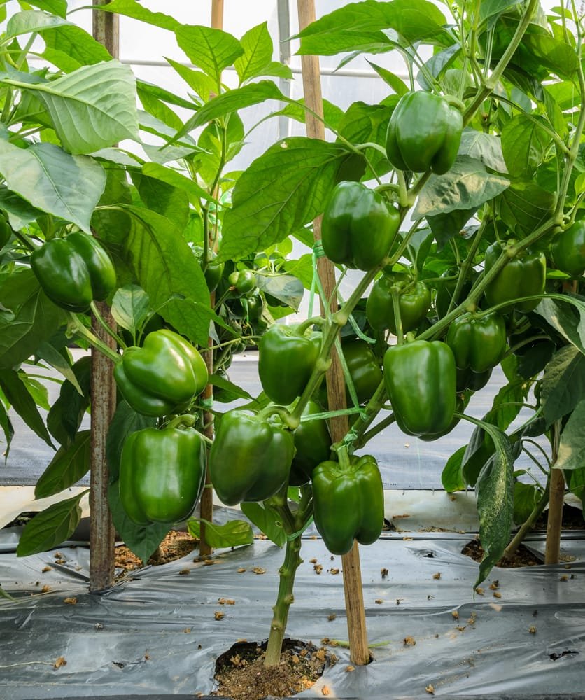 Organic Green Capsicum Gardening Seeds