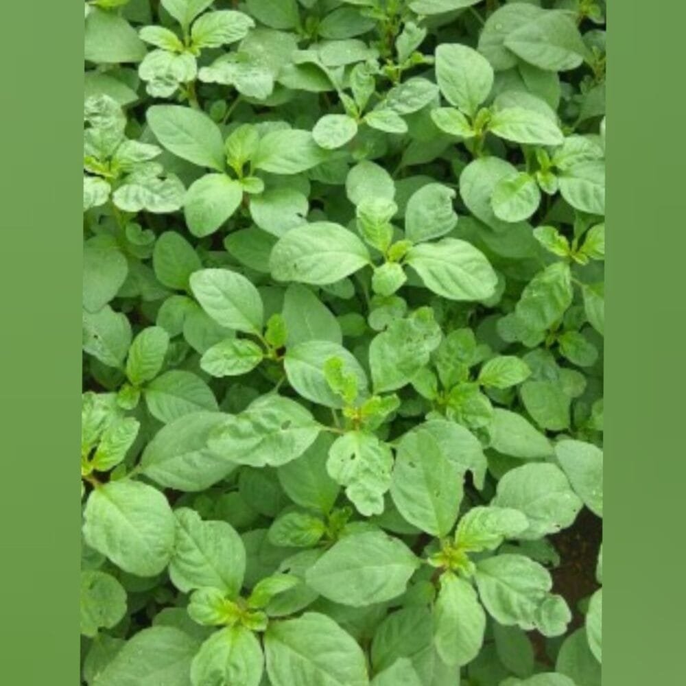 Green Sirukeerai - Small Green amaranthus seeds