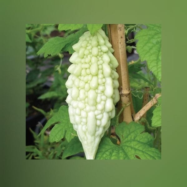 Kalyanpur Bittergourd White vegetable Seeds