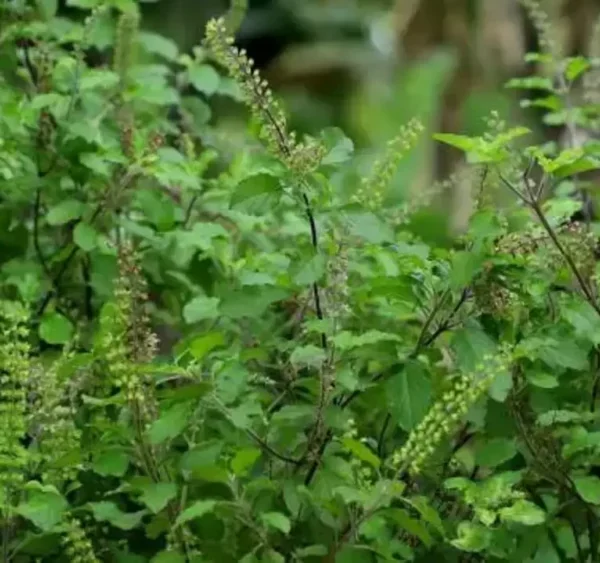 Krishna Tulsi