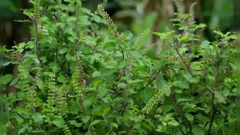 Krishna Tulsi