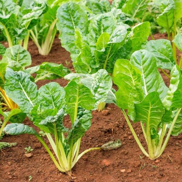 Swiss Chard Green open pollinated seeds