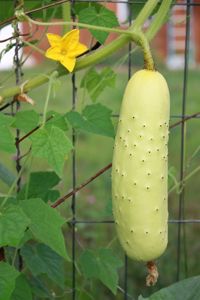 Poona Kheera Cucumber native Seeds