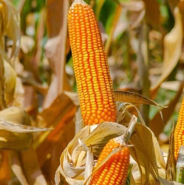 Hilly makka Yellow Corn Seeds