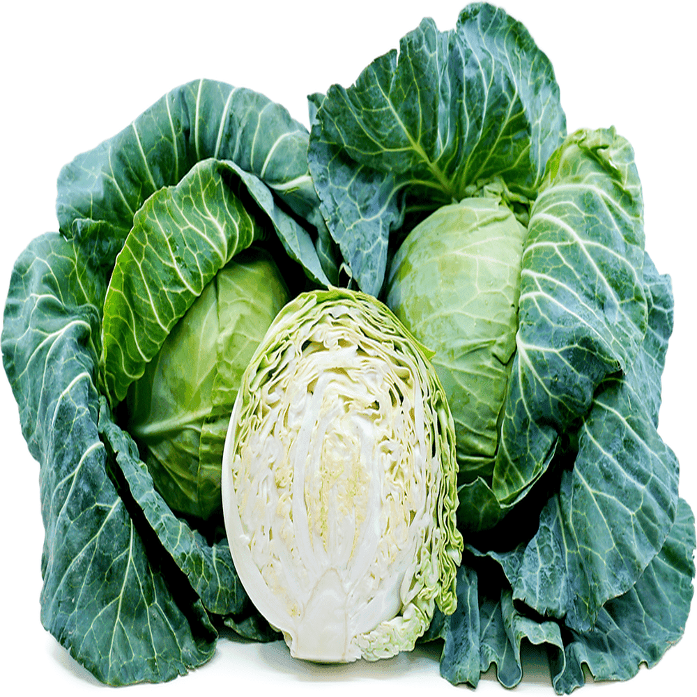 Green Star Cabbage OP Gardening seeds