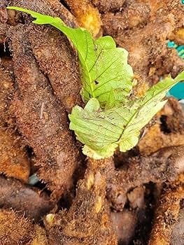 Goat Leg Tuber/Aatukaal Kilangu/Drynaria quercifolia - Treat arthritis
