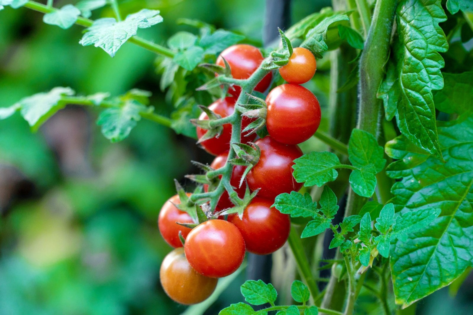 Native Red Round Cherry Tomato Seeds