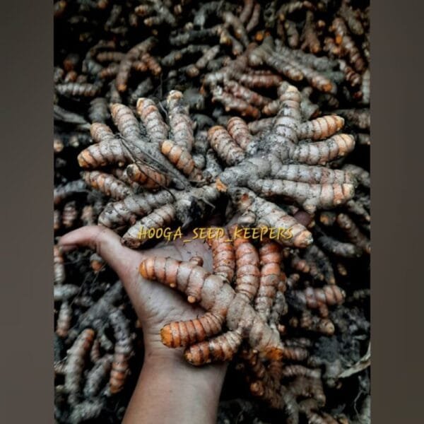 Samba Native Turmeric Rhizome Seeds