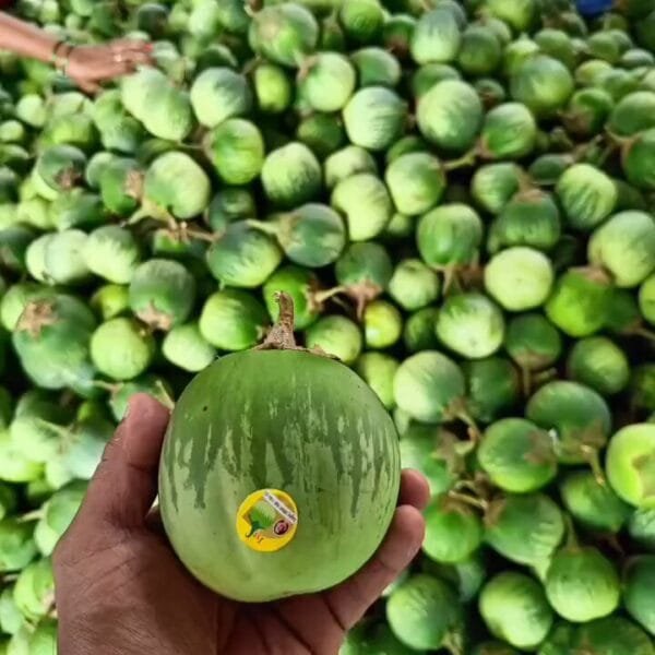 Heirloom Mattu Gulla Brinjal Seeds