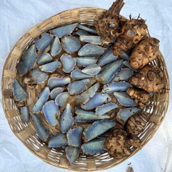 Black Turmeric Rhizome Seeds