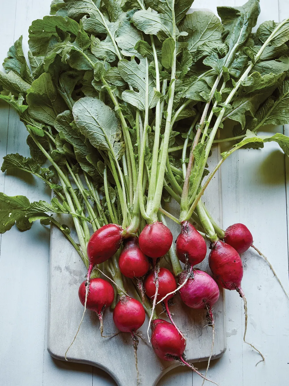 Heirloom Scarlet Globe Red Round Radish seeds