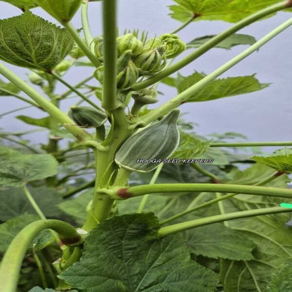 Coffee Okra