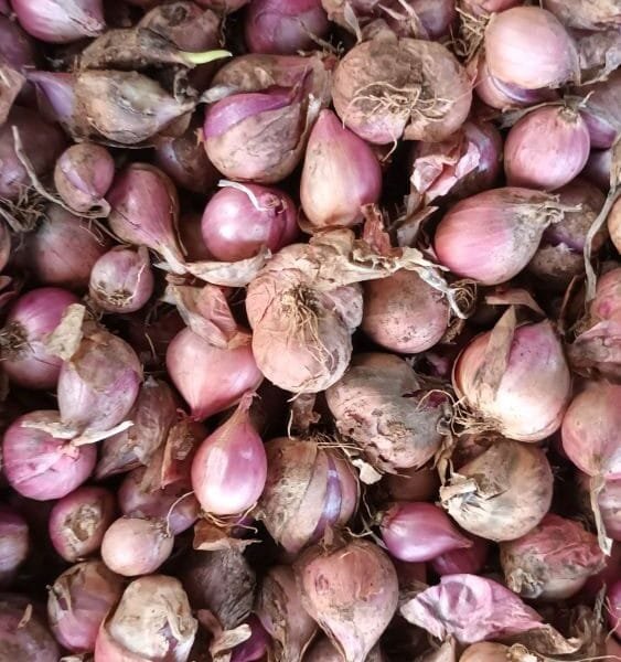Native Sambar Small Onion Seeds