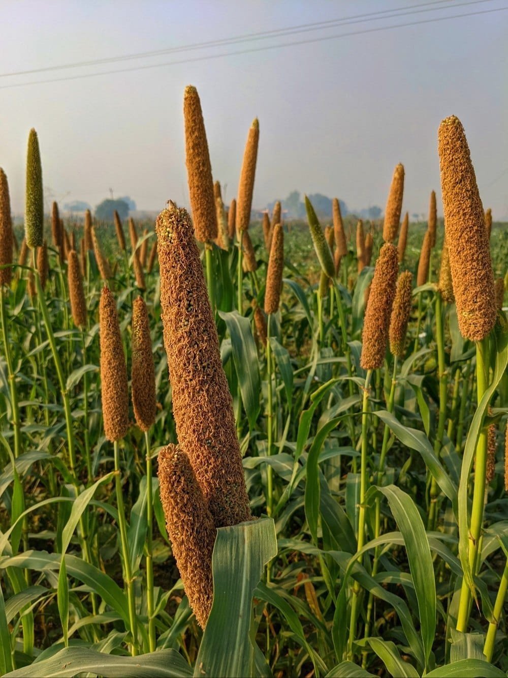 Pearl Millet / Kambu / Bajra seeds