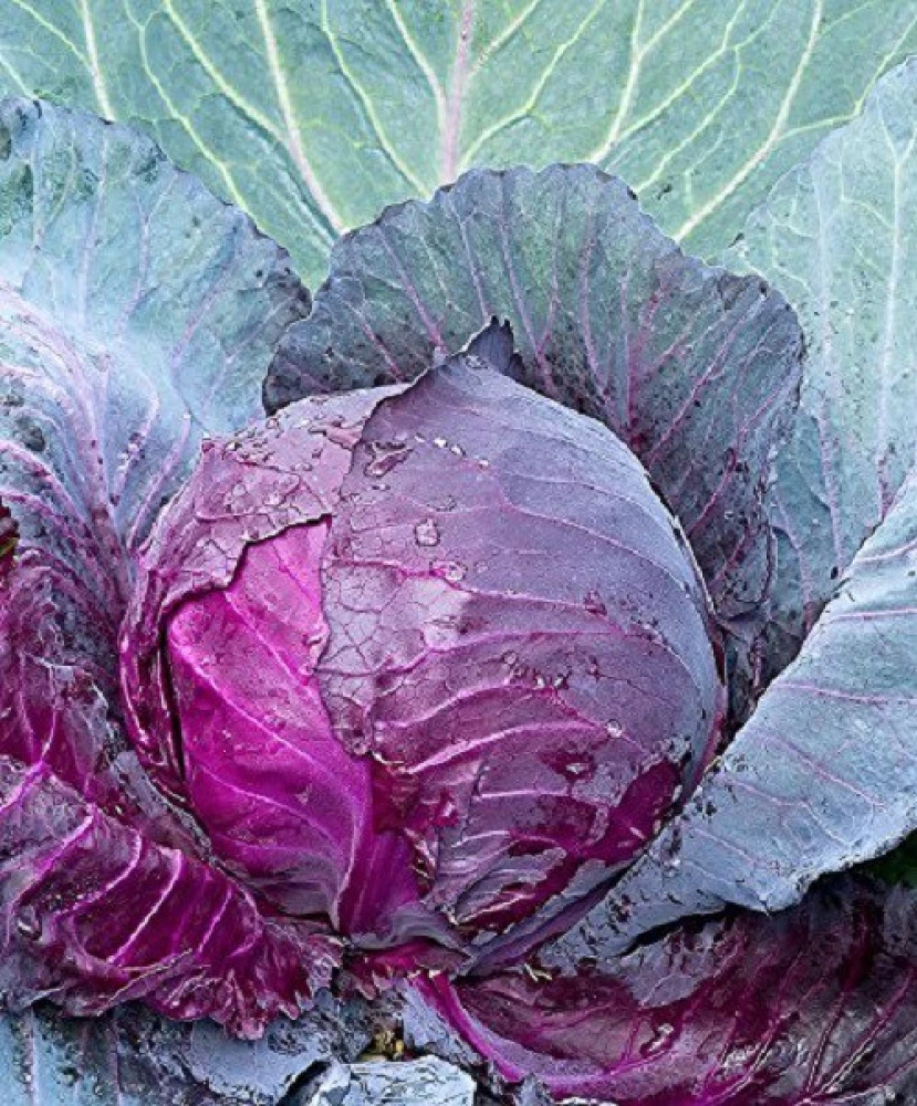 Purple Cabbage Open Pollinated seeds