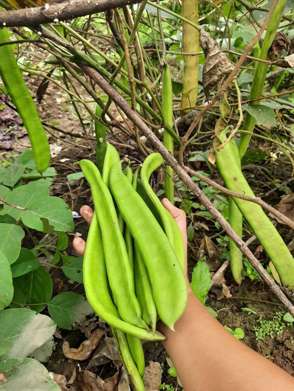 Bush White Sword Bean Seeds