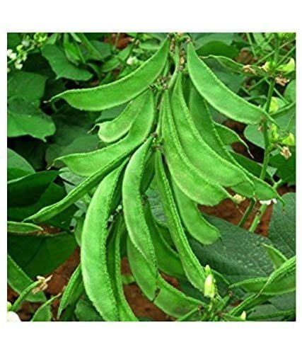 Bush Lab Lab Dolichos chicken bean seeds