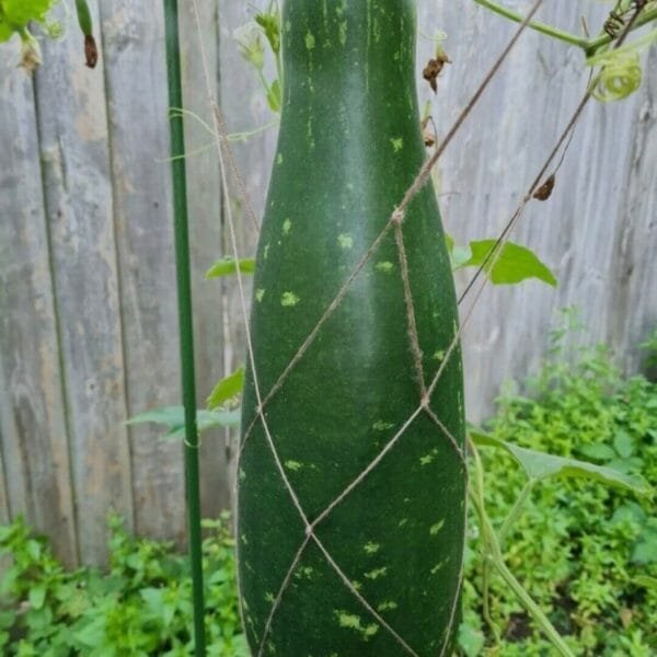 Giant Bottlegourd vegetable seeds