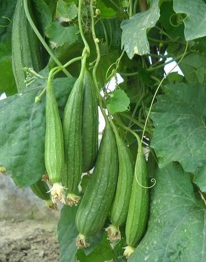 Cluster Spongegourd Type 2 vegetable seeds