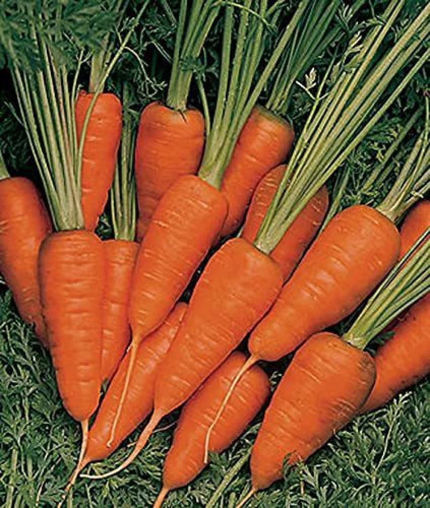 Heirloom Shin Kuroda Baby Carrot Seeds