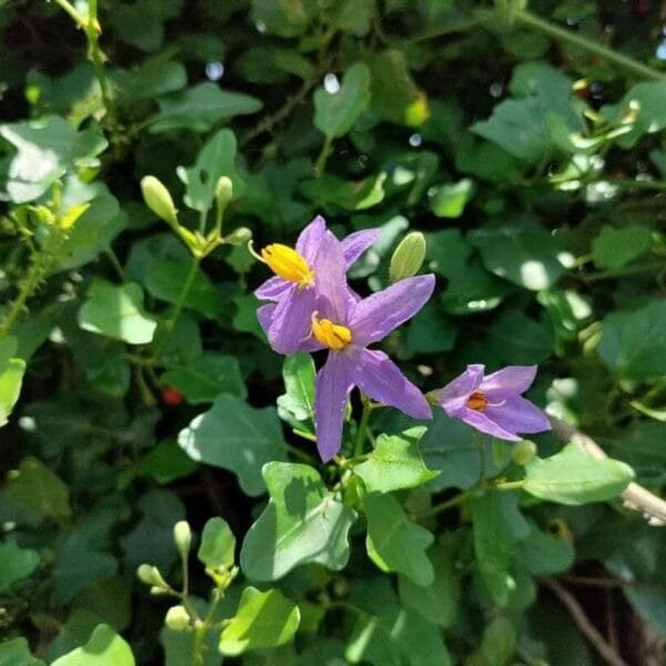 Thoothuvalai Keerai Solanum Trilobatum seeds