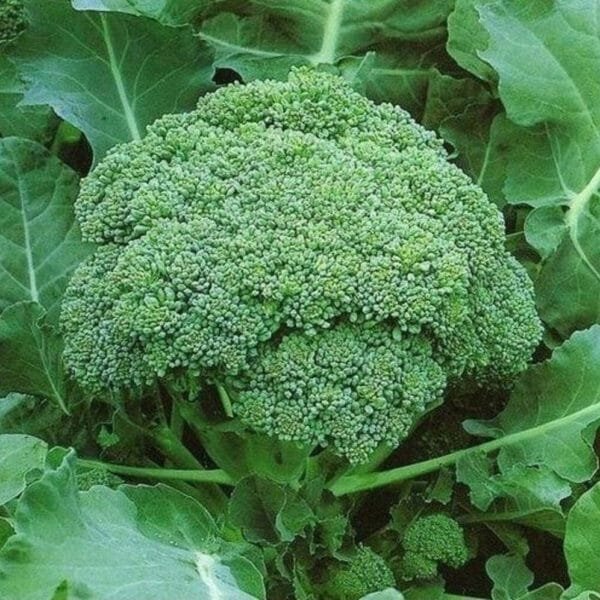 Broccoli Green Sprouting