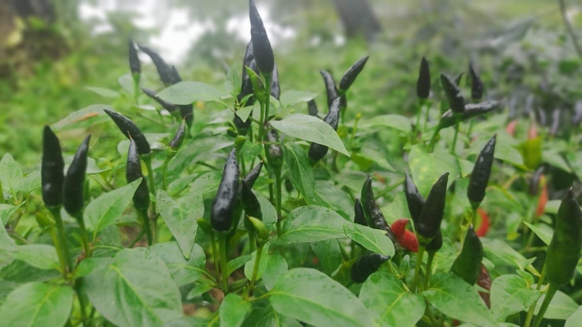 Heirloom Purple Maui Chilli (Black Chilli) Seeds - Image 2