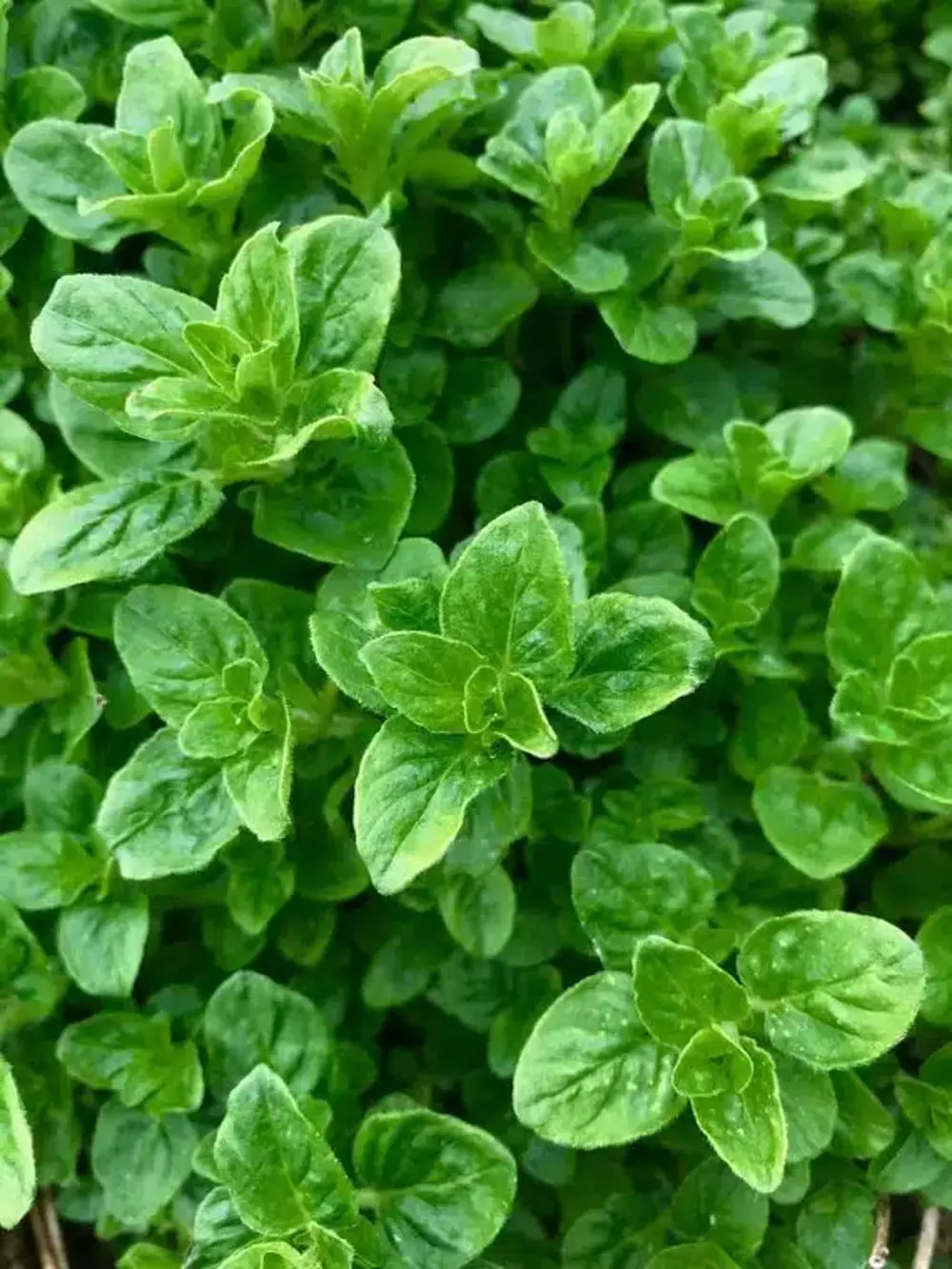 Oregano aromatic herb seeds